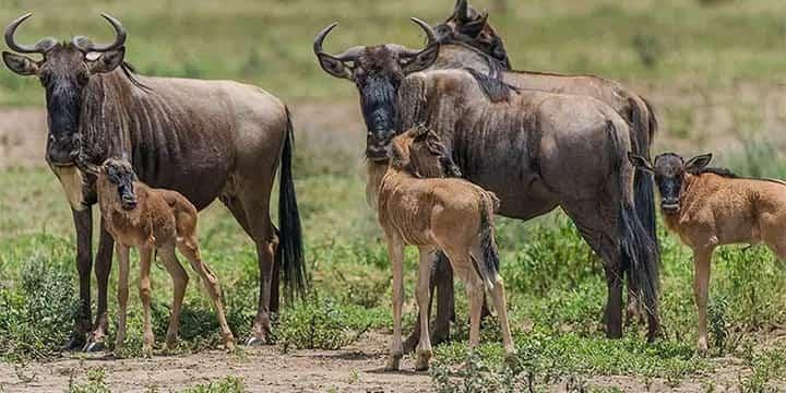 Wildebeest migration herd